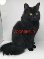 Waar is suki ? Black solid ragdoll poes vermist, Dieren en Toebehoren, Poes, Gechipt, 0 tot 2 jaar