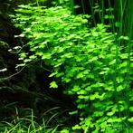Hydrocotyle tripartita japan, Ophalen of Verzenden, Zo goed als nieuw, Plant(en), Steen of Hout