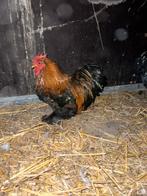 Cochin krielen, Dieren en Toebehoren, Meerdere dieren, Kip