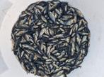 Baby karpers. Spiegelkarpers 1-2 cm, Dieren en Toebehoren, Vissen | Vijvervissen, Karper of Koi