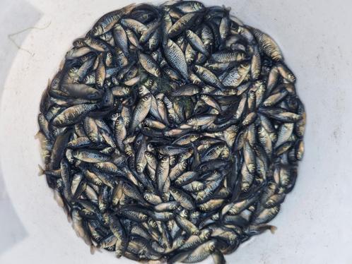 Baby karpers. Spiegelkarpers 1-2 cm, Dieren en Toebehoren, Vissen | Vijvervissen, Karper of Koi