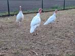 Witte kalkoenen, Dieren en Toebehoren, Pluimvee, Meerdere dieren, Kalkoen