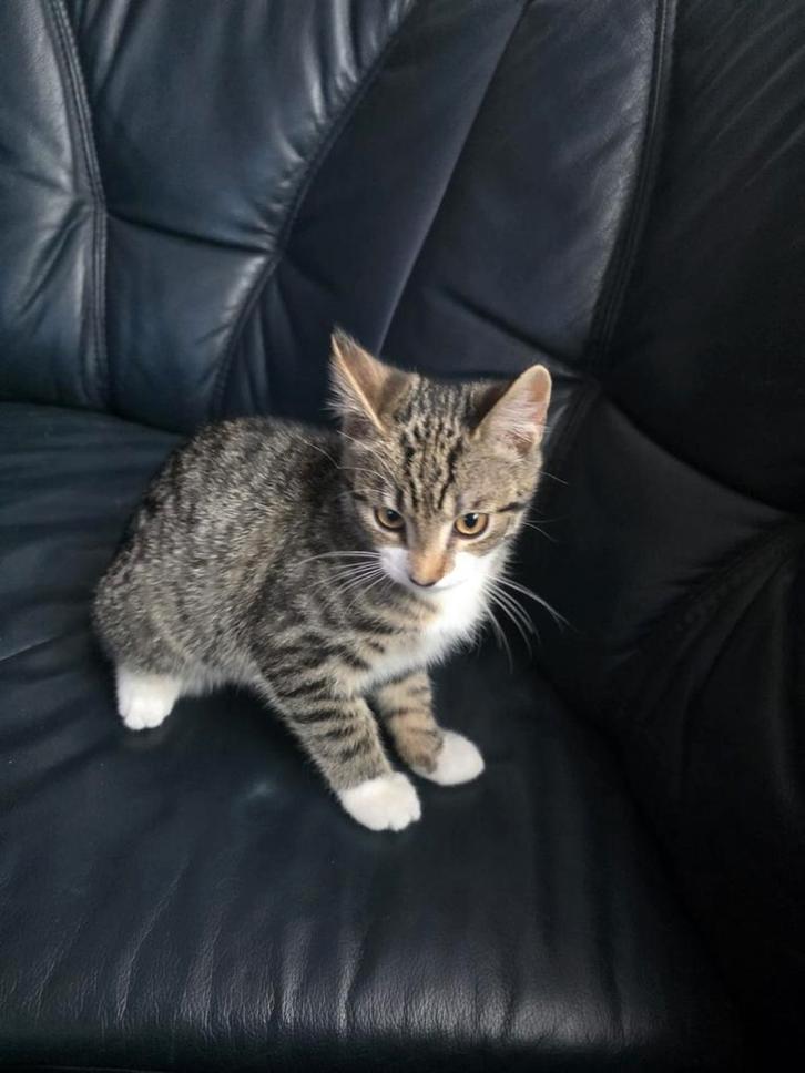 Kitten 17 weken inclusief krabpaal, Dieren en Toebehoren, Katten en Kittens | Overige Katten, Kater