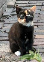 Lieve kittens, Dieren en Toebehoren, Katten en Kittens | Overige Katten, Meerdere dieren