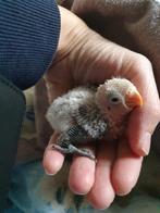 Dwergpapegaai, Meerdere dieren, Dwergpapegaai of Agapornis, Geringd