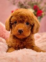 Prachtige rode mini labradoodle pups - mini doodle, Overige rassen, CDV (hondenziekte), 8 tot 15 weken, Meerdere