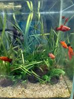 8 platy's, Dieren en Toebehoren, Vissen | Aquaria en Toebehoren, Ophalen, Nieuw