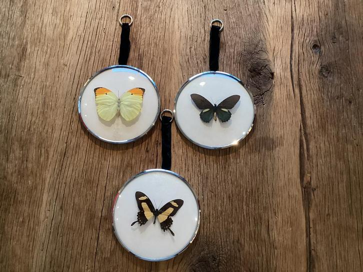 Vlinders in ronde lijst (3 stuks), Verzamelen, Dierenverzamelingen, Zo goed als nieuw, Opgezet dier, Insect, Ophalen of Verzenden