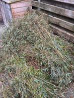 GRATIS bamboe, Ophalen, Bloeit niet, Overige soorten, Halfschaduw