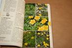 Elseviers bloemengids in kleur - Lippert, Podlech, Boeken, Ophalen of Verzenden, Gelezen, Bloemen, Planten en Bomen