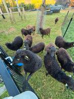 Ouessant schapen, Dieren en Toebehoren, Vrouwelijk, Schaap