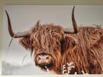 🤍Gaaf Canvas Schilderij met Stoere Schotse Hooglander, Huis en Inrichting, Woonaccessoires | Schilderijen, Tekeningen en Foto's