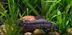 Hoplossternum Thoracatum / Kwi Kwi XXL Kweekgroep 12-15 cm, Dieren en Toebehoren, Vissen | Aquariumvissen, Vis, Zoetwatervis