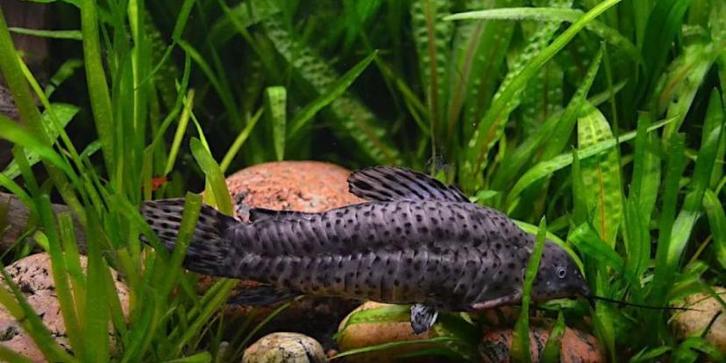 Hoplossternum Thoracatum / Kwi Kwi XXL Kweekgroep 12-15 cm, Dieren en Toebehoren, Vissen | Aquariumvissen, Zoetwatervis, Vis