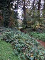 Gevraagd bosperceel in Twente ( van 1.000 tot  10.000 m2 ), Tuin en Terras, Haardhout, Minder dan 3 m³, Ophalen of Verzenden