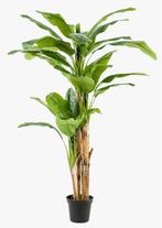 Gezocht: Bananenboom kunst, Ophalen
