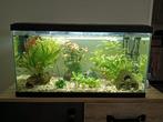 Aquarium, Ophalen, Zo goed als nieuw, Gevuld zoetwateraquarium