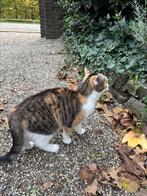 Kitten en mama poes op zoek naar een fijn thuis, Dieren en Toebehoren, Katten en Kittens | Overige Katten, Meerdere dieren, Kortharig