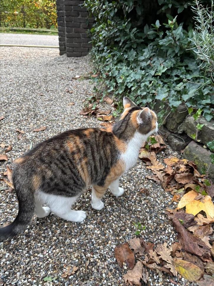 Kitten en mama poes op zoek naar een fijn thuis, Dieren en Toebehoren, Katten en Kittens | Overige Katten, Kortharig, Meerdere dieren
