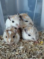 Mongoolse gerbils in diverse kleuren, Juli, Meerdere dieren, Overige typen, Tam