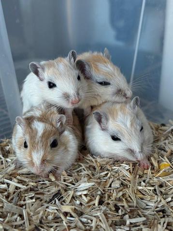 Gerbils in diverse kleuren, vriendelijk karakter. beschikbaar voor biedingen
