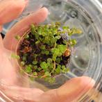 Pilea depressa in plastic beker, Huis en Inrichting, Kamerplanten, Ophalen of Verzenden, Halfschaduw, Minder dan 100 cm