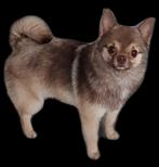 Lieve pomeriaan van 13 maanden, Dieren en Toebehoren, Honden | Chihuahua's en Gezelschapshonden, Particulier, Rabiës (hondsdolheid)