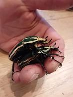 Mecynorhina torquata ugandensis/Mtu, Dieren en Toebehoren, Insecten en Spinnen