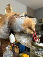 Opgezette vos met fazant - jachttafereel., Antiek en Kunst, Curiosa en Brocante, Ophalen of Verzenden