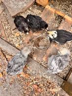 Kuikens, Dieren en Toebehoren, Geslacht onbekend