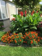 Canna,s, Overige soorten, Volle zon, Vaste plant, Ophalen of Verzenden