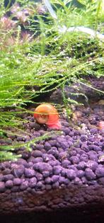 Planorbarius corneus sp.red Posthoornslak rood, Dieren en Toebehoren, Slak of Weekdier