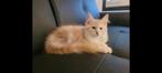 Maine coon poesje zoekt gouden mandje, Poes, Ontwormd, 0 tot 2 jaar