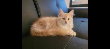 Maine coon poesje zoekt gouden mandje  beschikbaar voor biedingen
