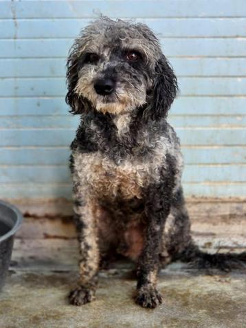 ACE: Pepper is een echte vriend voor het leven beschikbaar voor biedingen