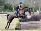 Werkwillende eventing merrie te koop!, Merrie, 165 tot 170 cm, Springpaard, 7 tot 10 jaar