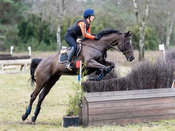 Werkwillende eventing merrie te koop! beschikbaar voor biedingen