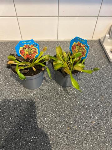 2 Vleesetende Plantjes - Dionaea Muscipula beschikbaar voor biedingen