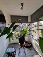 Paradijsvogelplant (Strelitzia nicolai), Huis en Inrichting, Kamerplanten, Overige soorten, 150 tot 200 cm, Ophalen of Verzenden