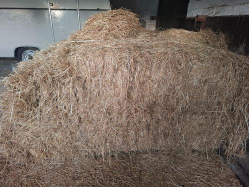 Suikerarm Hooi, Dieren en Toebehoren, Dierenvoeding, Vee, Ophalen