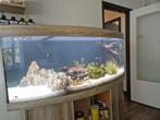 Aquarium Juwel Vision 450L, Ophalen of Verzenden, Gebruikt, Gevuld zoetwateraquarium