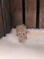 Tamme ratjes vrouw, Dieren en Toebehoren, Knaagdieren, Rat, Vrouwelijk, November, Tam