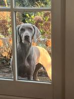 Weimaraner pups verwacht, Dieren en Toebehoren, Parvo, Overige rassen, 8 tot 15 weken, Teef