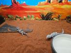Eublepharis macularius Luipaardgekko, Hagedis, 0 tot 2 jaar