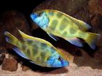 Malawi Cichliden: Nimbochromis venustus, Vis, Zoetwatervis