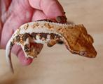 Wimpergekko tricolor Lillywhite, Dieren en Toebehoren, Reptielen en Amfibieën, Hagedis, 0 tot 2 jaar