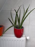 Pot + plant sanseveria, Huis en Inrichting, Kamerplanten, Ophalen of Verzenden, Overige soorten, Minder dan 100 cm