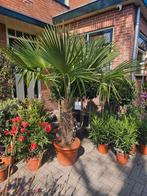 Trachycarpus winterharde palmboom - flinke stam!, Tuin en Terras, Planten | Bomen, Volle zon, Ophalen of Verzenden, 100 tot 250 cm