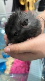 2 mannetjes hamsters met kooi, Dieren en Toebehoren, Knaagdieren, Hamster, Mannelijk, Januari, Tam