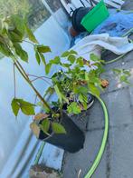 Doornloss bram 3€/stuk, Tuin en Terras, Ophalen, Zomer